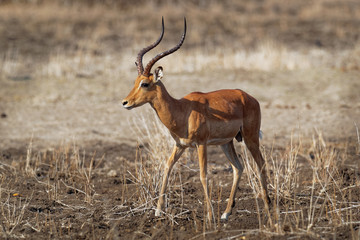 Impala - Aepyceros melampus medium-sized antelope found in eastern and southern Africa. The sole member of the genus Aepyceros, jumping and fast running mammal
