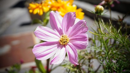 Obraz premium campagne