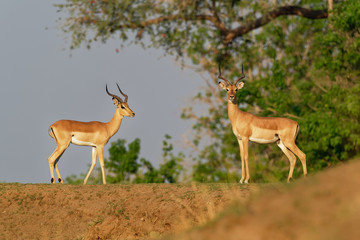 Impala - Aepyceros melampus medium-sized antelope found in eastern and southern Africa. The sole member of the genus Aepyceros, jumping and fast running mammal