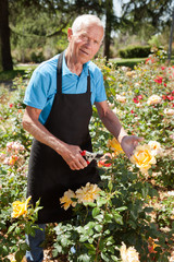 Man cutting back shoots of rose bushes