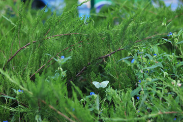 A holly blue butterfly (Celastrina argiolus) among Asiatic dayflowers (Commelina communis) and Leyland cypress (Cupressus × leylandii) leaves
