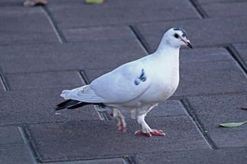 A white feral pigeon (Columba livia domestica)   walking on the pavement