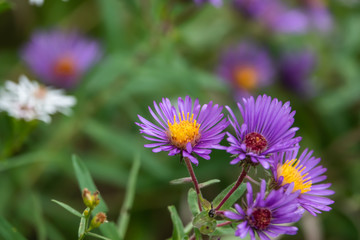 Obraz premium New England Aster Flowers in Bloom in Autumn