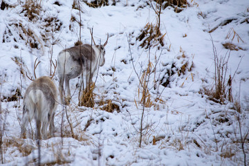 Reindeer in winter Norway at Helgeland in Nordland county
