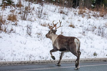 Naklejka na ściany i meble Reindeer in winter Norway at Helgeland in Nordland county