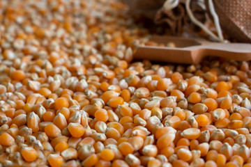 Dry corn in white ceramic bowl isolated on white. Spilled corn kernels and fresh vegetables