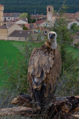 Griffon Vulture