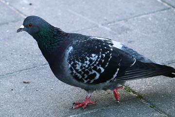 A feral pigeon (Columba livia domestica) walking on the pavement