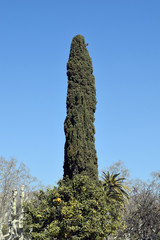 Single Tall Tree against Blue Sky in Public Park 3471-039