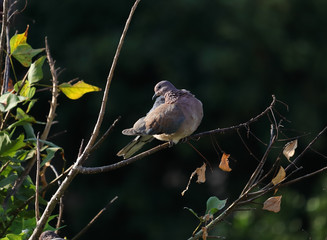 A laughing dove (Spilopelia senegalensis) perched on a flame of the forest (Butea monosperma) tree branch.	
