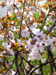 Cherry blossoms in the shade of early spring in the garden