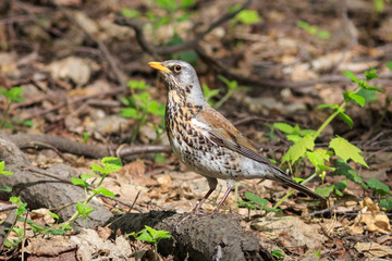 The common fieldfare sitting on the ground