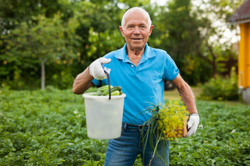 Happy gray-haired man with harvest of vegetables on his farm