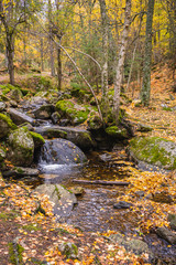 Creek crossing a birch grove