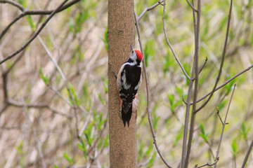 The Middle spotted woodpecker on the tree