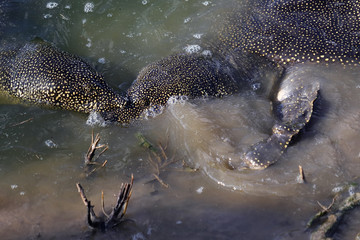 An African softshell turtle pair (Trionyx triunguis) swimming in Nahal Alexander