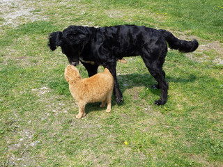 CAT & DOG . HUND & KATZE