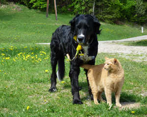 CAT & DOG . HUND & KATZE