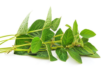 Green soybean stems.