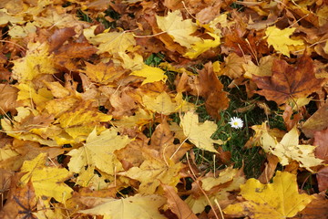 Herbstlaub mit Blume