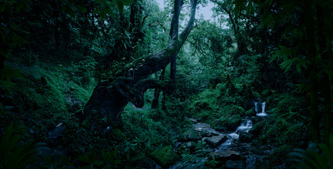Deep tropical jungle in darkness