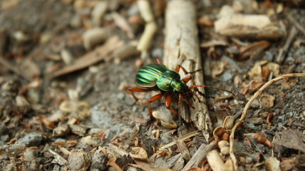 Beetle in closeup, colorful beatutiful Nature