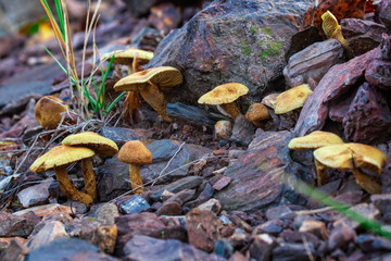 Mushrooms growing on stones in a quarry.