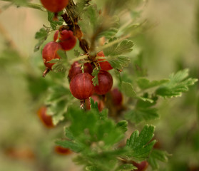 Red gooseberry on the branch
