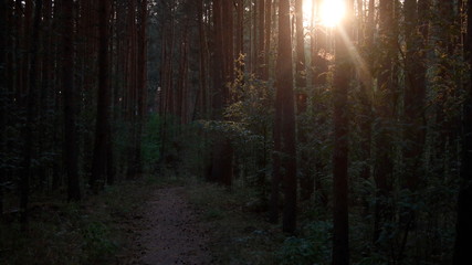 German Forest, Creepy