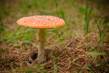 amanita