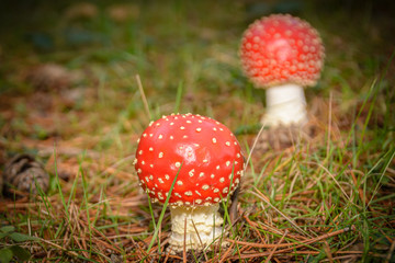 amanitas