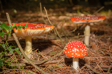 amanitas