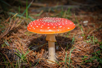 amanita