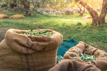 Harvested fresh olives in sacks in a field in Crete, Greece for olive oil production, using green nets.