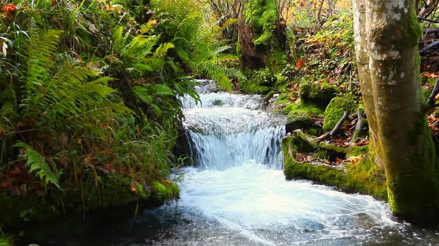 tranquil river stream in autumn forest schw&auml;bische alb urach germany