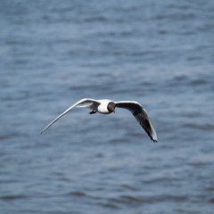 Fototapeta na wymiar black headed Gull in flight above water