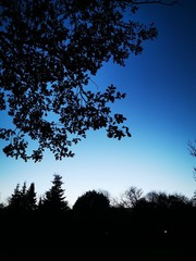 silhouette of a tree at sunset