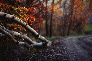 autumn