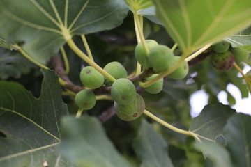 figs on a tree