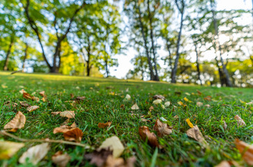 Closeup of Yellow Leaves and Green Grass in Sunny Day in Park, Abstract Background with Selective Focus, Golden Colors in Latvia