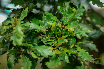 Detail of green oaks leafs 