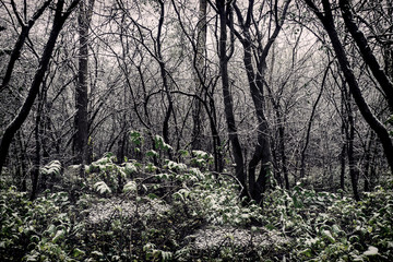 trees after a snowfall
