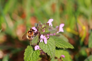 Hummel auf Blume