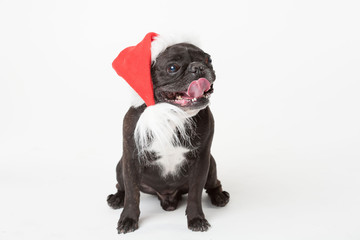 Animals. One black french bulldog white isolated, Christmas hat