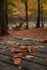 Autumn landscape in (seven lakes) Yedigoller Park Bolu, Turkey