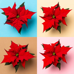Roter Weihnachtsstern auf farbigem Hintergrund.  Poinsettia on colorful background. Weitere Farbvarianten erhältlich. More colors available. Top View. Collage