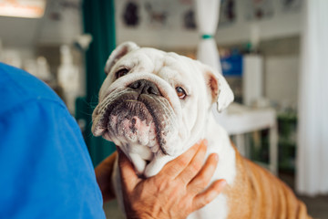 Portrait of a english bulldog at vet clinic, close-up.