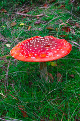 Amanita Red Fly Agaric mushroom forest green grass one autumn