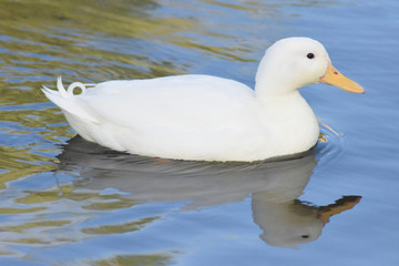 Pato blanco hembra.