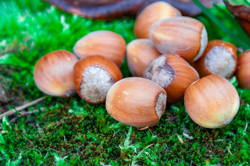 Wild hazelnuts close up on green moss.
